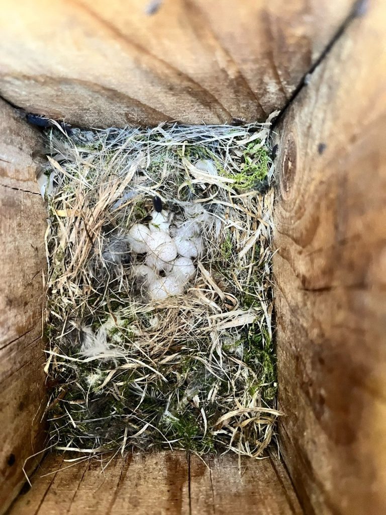 Op 27 maart werd het eerste nest met broedsel gespot (foto Simon Bijl)
