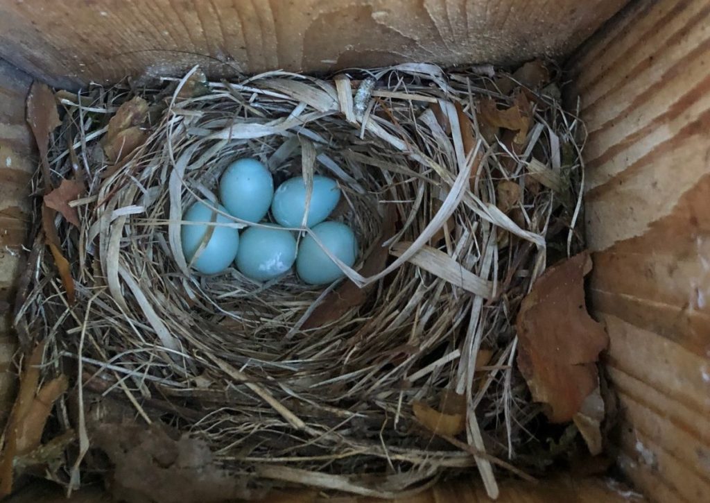 Een nest met vijf eieren van de bonte vliegenvanger. Het eerste ei lag er op 25 april