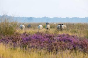 Op 22 augustus volop aandacht voor de schapen in het kader van de Eerste Drentse Heideweek
