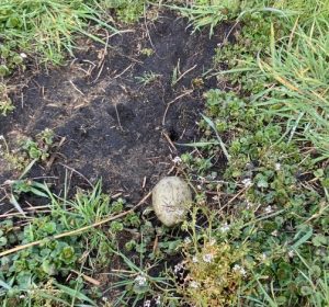Herman Leemstra ontdekt dit seizoen het eerste wulpenei in Drenthe
