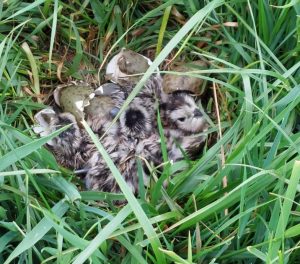 Een nest jonge wulpen in de Uffelter Made